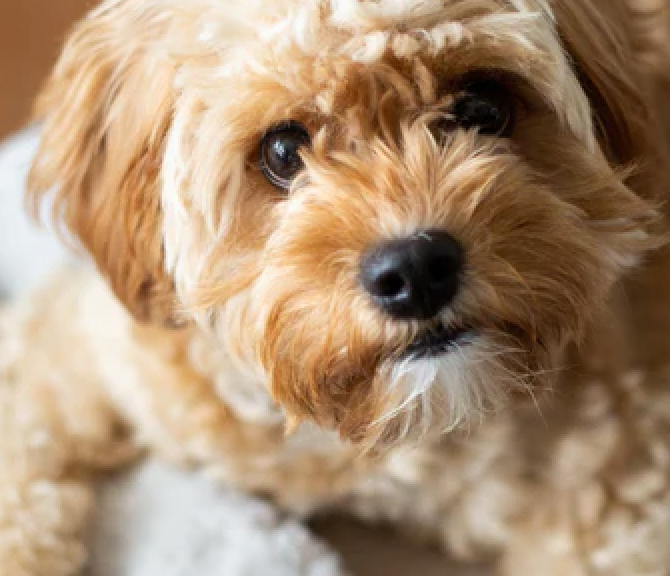 How We Became Dog Owners (And What YOU Should Know!)
