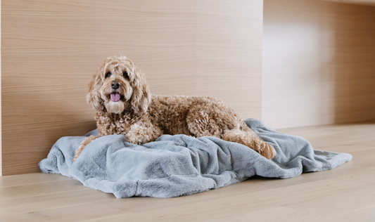 Bring Comfort Full Circle with Saranoni Pet Blankets