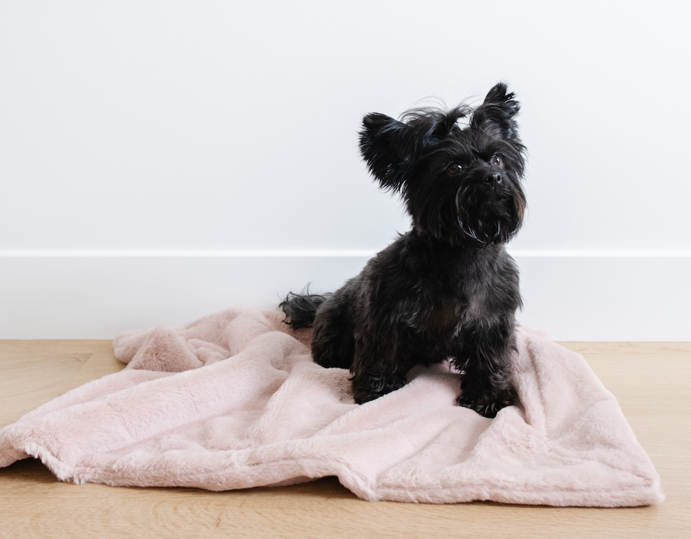 The Ultimate Cozy Upgrade for Your Furry Friend: Saranoni Pet Blankets