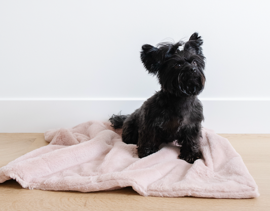 The Ultimate Cozy Upgrade for Your Furry Friend: Saranoni Pet Blankets